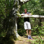 King birch tree on Koster