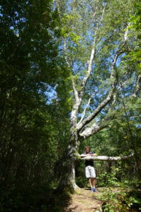 Koster islands king birch tree