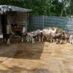 Goats at Kattendorfer Hof