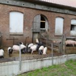 Kattendorfer Hof pig stable