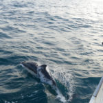 Dolphins in the Irish Sea