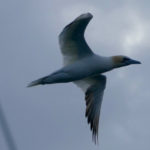 Shetland gannet