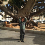 Old Ficus tree in Cádiz