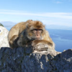 Gibraltar's Rock monkeys
