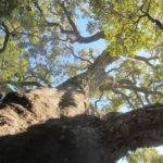 Magnum Corsican cork oak