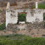 Albino donkey in Asinara ruins