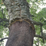 Regrowing cork bark
