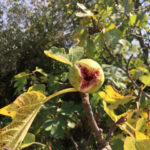 Overripe figs
