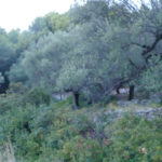 Forest overgrowing olive grove