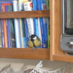 Great tit exploring our cabin