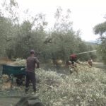 Olives harvesting