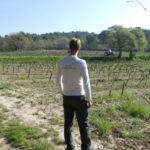 Vineyard at Domaine de La Gasqui