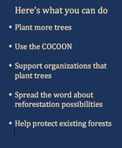 What you can do on Reforestation
