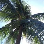 The first time we encounter coconut palm trees!
