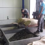 Fresh olive delivery at Kanakis