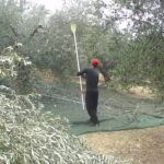 Harvesting olives is hard work