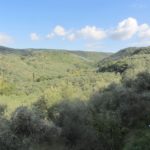 Olive trees everywhere in the Kalamata region