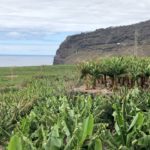 Banana monoculture covers La Palma