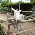 The donkey helps to fertilize the banana plantation
