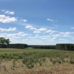 Uruguay plains with eucalyptus monoculture