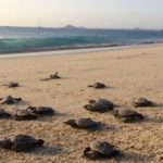 Sea turtle babies on their way to the sea (Foto Project Biodiversity)
