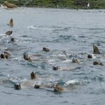 Curious sea lions
