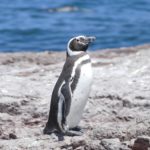 Many penguins too on Isla Leones