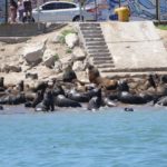 Sea Lions in the harbor of Mar del Plata