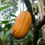Healthy cocoa in Ernst Götsch's Food Forest