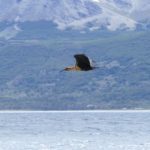 Ibis and the Beagle Channel