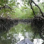Mangroves on the border between land and sea