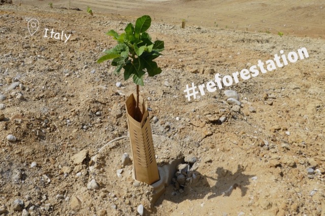 Sustainable Solution 25 - Reforestation
