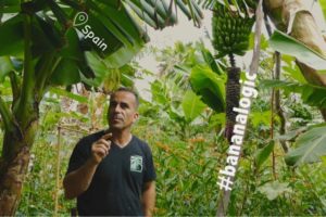 Sustainable Solution 30 - Bananalogic on La Palma