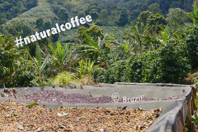 Sustainable Solution 36 - Natural Coffee using agroecology
