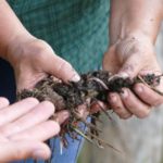 Worms are essential for a fertile soil