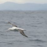 Albatros in the Strait of Magellan