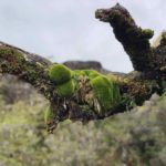 Moss growing on branch in Patagonia