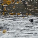 Otter swimming in Patagonia