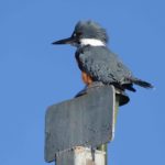 Giant kingfisher on his favorite pole