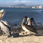 Pelicans at the beach near La Serena