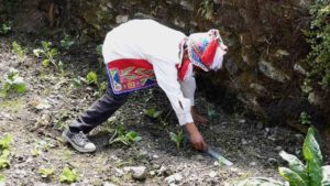 Ensuring the right distance between the vegetable seedlings