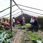 Growing organic veggies in the greenhouse