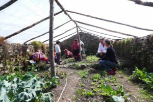 Growing organic veggies in the greenhouse