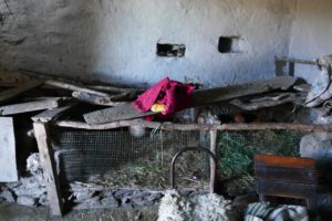 Guinea pigs are considered a delicacy here