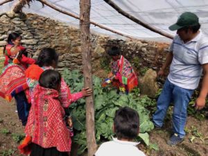 Organic gardening lesson in the greenhouse