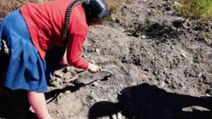 Potatoes are cooked with hot coal underground