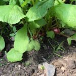 Radishes already show themselves