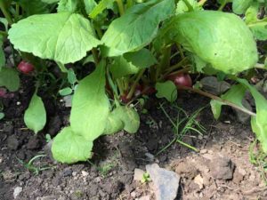 Radishes already show themselves