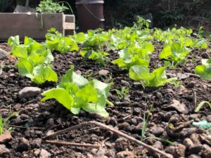 Small plants getting bigger