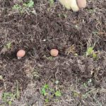 Planting potatoes in fertile soil